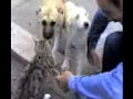 Kediler K�pekler