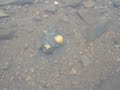 carp fishing PVA carp fishing PVA
