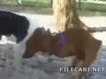 Cachorro punheteiro Cachorro punheteiro
