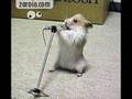 Ratinho Musico