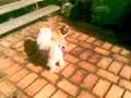 videos de 26062008(001)    