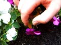 記錄鳳仙花的種子傳播方法