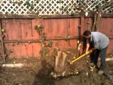 how to fertilize bottlebrush