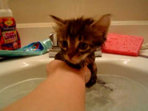 Watch 'Primer baño de un gatito'