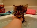 Watch 'Primer baño de un gatito'