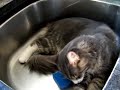 Jasper the Maine Coon Kitten in Sink