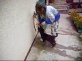 Prvn� kroky pejska v nov� dom�cnosti