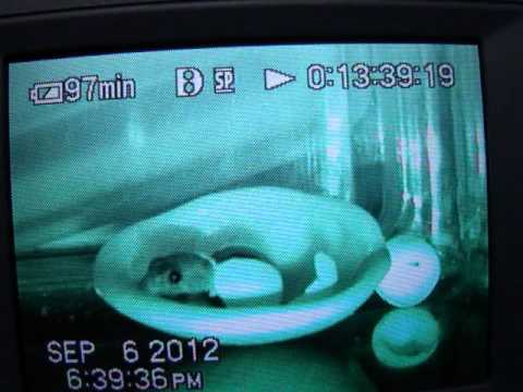 philmarcade - We weren't able to upload the video from the video camera so I had to record it from the video with my digital camera. We found 2 baby gecko eggs on our back...