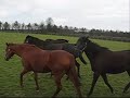 Thoroughbred Stud farm Thoroughbred Stud farm