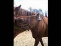 Thoroughbred Stud farm