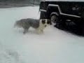 Snow dogg.3gp Snow dogg.3gp