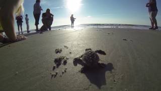 Journey to the Sea!