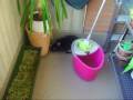 videos de Orazio il mio coniglio fà il mattoo in terrazza