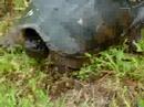 steve-carell-wildlife-expert-racoon.html