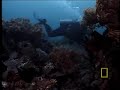 Pygmy Seahorses