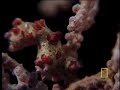 Pygmy Seahorses