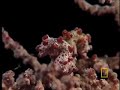 Pygmy Seahorses