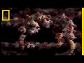 Pygmy Seahorses