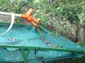 Cosechadora Mecanica de Arándanos en Argentina Blueberries Cosechadora Mecanica de Arándanos en Argentina Blueberries