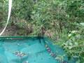 videos de Cosechadora  Mecanica de Arándanos en Argentina Blueberries