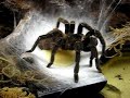 L.parahybana eggsac-laying eggs...awesome site to see