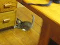 Cheap Cat toy you can make easily Cheap Cat toy you can make easily