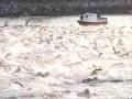 videos de Hawaii Ironman swim start