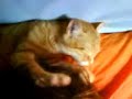 Il mio parrucchiere personale