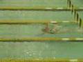 Indiana High School Swimmer Interview: Jenny Connolly