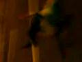 videos de Cucaracha Migue