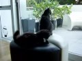 tail games