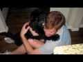 Owning a Portuguese Water Dog