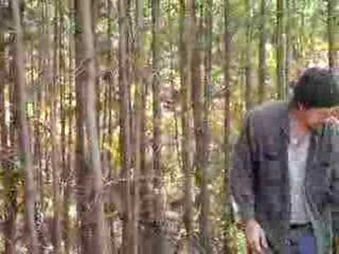 The Tree Slayer