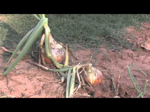 how to harvest onions