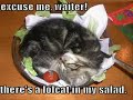 *** Very Funny Cats 8 ***