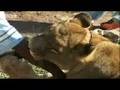 Somaliland animal slaughter survivors - Holidays in the Danger Zone - Places that don't exist - BBC