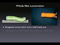 WSL Feasibility Experiments