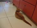 Funny Cat