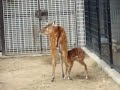 シタツンガの赤ちゃん