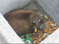 South African Shawarma Bear