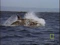Animals Attack: Killer Whale vs. Sea Lion Animals Attack: Killer Whale vs. Sea Lion