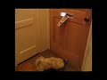 Chico Gets the Mail Chico Gets the Mail