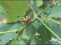 Amaz�nia Boliviana - Bolivian Amazon