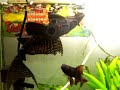 A video of my Acari Pepita, lovely clalled Cascudão, eating. It´s not usual to this kind of fish to eat at the top of the aquarium. 