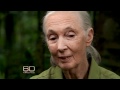 Jane Goodall and Her Chimps - YouTube