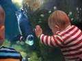Another Augie, Emmmett, and penguin video