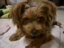 Sylvia\ Sylvia\