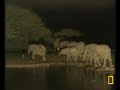 Elephant checking injured Wildebeest bull at Pete's pond