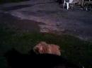 mes Chien