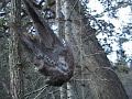 Bobcat Trapping 2008 - 1